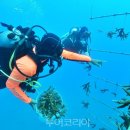 산호자원 이미지
