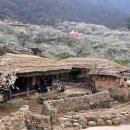 청매실농원 이미지