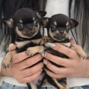 안녕댕댕쓰 이미지