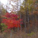 은행나무집앞 이미지