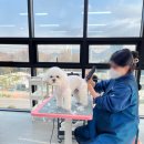 튼튼애견미용 이미지