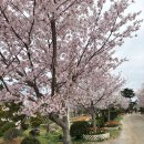 백자농장 | 2026 태안 세계 튤립축제| 튤립꽃박람회 첫 방문기,입장료,주차,포토스팟(4/17개화)