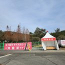 전라도 겨울 가볼만한곳 - 신안 섬 겨울꽃 축제, 분재정원 (동백꽃)