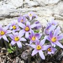 동강염소 이미지