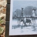 상판소나무숲 | 강원도 평창 가볼 만한 곳 오대산 월정사 선재길 가을 트레킹