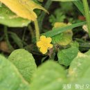키와노 이미지