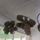 꽃하지요