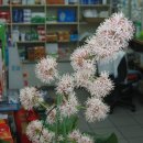 아카시아 약국 이미지