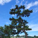 오산1리 마을회관 | 문화숲길 백제부흥군길5코스(예산역-무한천-오산1리마을회관-김정희선생필적암각문-화암사-추사고택...