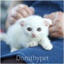 도로시캐터리 | 구미고양이전문캐터리분양 계속 도움을 받을 수 있다는 든든함