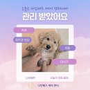 나인페츠 이미지