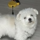 그루몽실 이미지