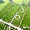 청보리축제장 이미지