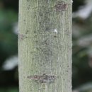 나무가 꿈꾸는 집 이미지