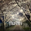 합창연합회 가을합창축제 | 2026 부산 강서 낙동강 30리 벚꽃축제 일정 가는법 주차장 셔틀버스