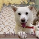 2022-01-0018 | 광주동물보호소- 세상사람들 우리 “지나” 텐션 좀 보세요~