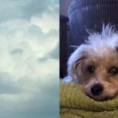 무지개다리 이미지