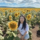 페인트팜(주) | 브리즈번 일상 | 해바라기 팜 &amp; 발렌타인데이 &amp; 설날 🌻