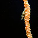 회초리산호살이새우(Whip Coral Shrimp) 이미지