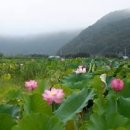 화천가볼만한곳 비오는 서오지리연꽃단지 풍경 이미지
