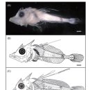 LARVA STAGE 이미지