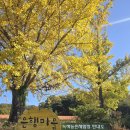 경섭농장 | 보령 청라 은행마을 &amp; 신경섭가옥, 충남 보령에는 3,000여 그루의 은행나무가 자라고 있어 은행마을...