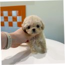 이소퍼피 강아지 남양주점 | 미추홀구강아지분양, 퍼피에몽에서의 특별한 경험