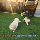 루프앤독 이미지