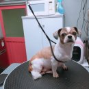 다정하개 이미지