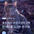 🏠국회 전자 청원＞소유자 없는 고양이 급식제한＞ 관리체계 개선에 관한 국민동의 청원 🈲️이 사람은 아니다 싶으면 만나지 말라🈯️ 이미지