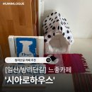 [일산/밤리단길] 느좋 카페 '시아로하우스' 방문기 🐾