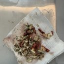 멍멍이 전발치 이미지