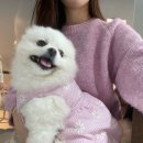 스탠퍼독 이미지