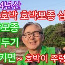 맷돌호박 ~심는시기 심는방법/이것을 지키면 호박이 주렁주렁 열린다./#맷돌호박 이미지