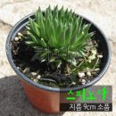 연화다육 - 양주시 화합로 106 | 연화다육