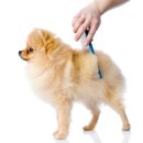 슈나애견미용 이미지