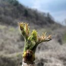 봄날세탁 이미지