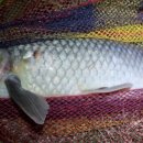 복상골낚시터 이미지