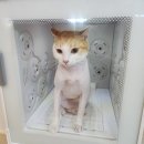 아이캣 고양이미용 호텔 이미지