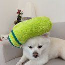뽀송펫 이미지