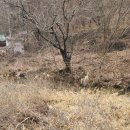 강아지봄 이미지