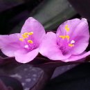 토산1리 이미지