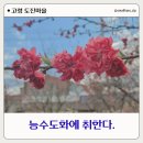 도진 | 대구근교 고령도진마을 무릉원 방문후기 능수도화 개화 현황(26.04.04. 방문)