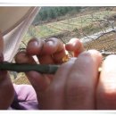 버들피리 이미지