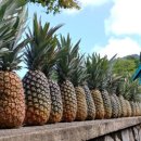 카리브의 일몰 이미지