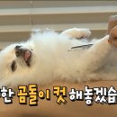 순심이 애견미용 이미지
