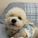 온힐펫 당하점 이미지