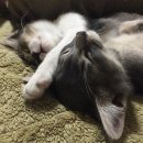 자유여행영어 이미지