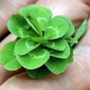 네잎클로버 이미지