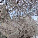 대구선동촌공원3 | 대구 동촌유원지 벚꽃 + 대구선 동촌공원 벚꽃길 산책 후기 🌸 아이와 봄나들이 추천(3월 29일 일요일)